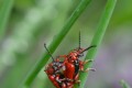 Cardinaux sous la pluie. Monique F
